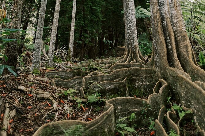 Kona Cloud Forest Sanctuary Montane Jungle Tour (2.5 hrs) - Starting at 9:00 AM in a Small Group