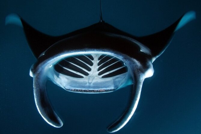 Kona Manta Ray Night Snorkel Adventure! Small Group - Timing, meeting details, and booking care