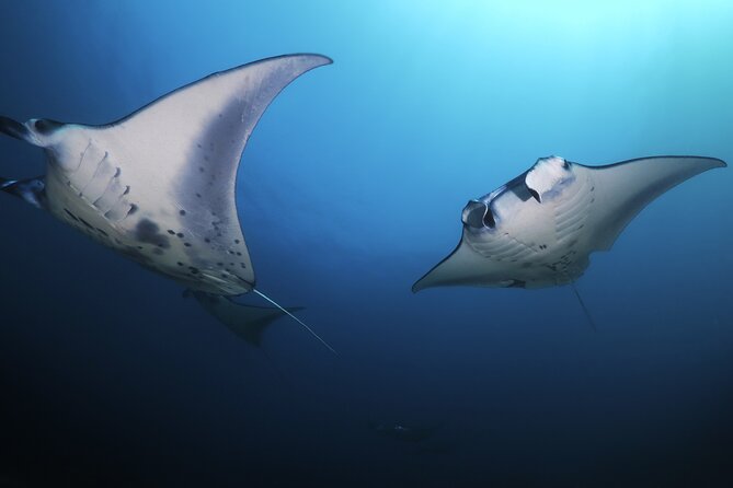 Kona Manta Ray Night Snorkel Adventure! Small Group - Why the small group matters