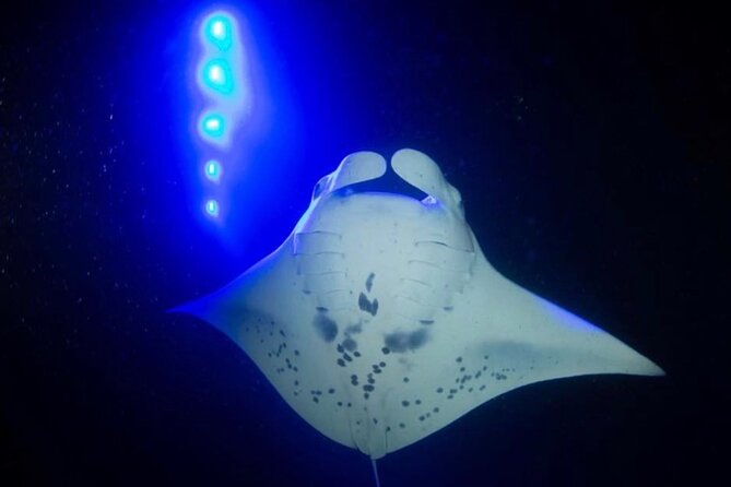 KONA Manta Ray Night Snorkel - FREE re-ride if no Sightings - The manta encounter, close but carefully managed