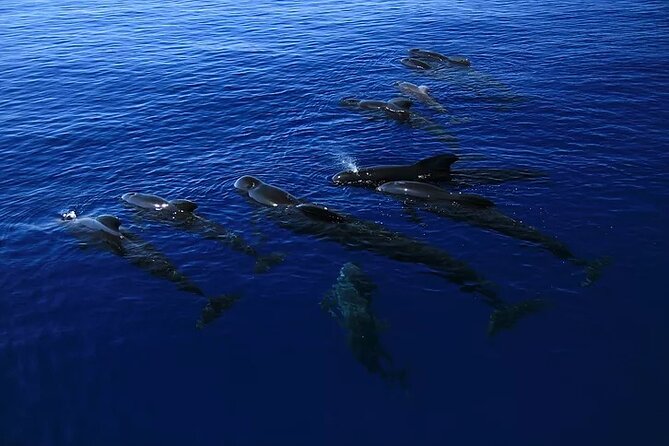 Kona Snorkel Tour: Captain Cook Reef Snorkel, Dolphin & Sea Caves - The fast run to Kealakekua Bay