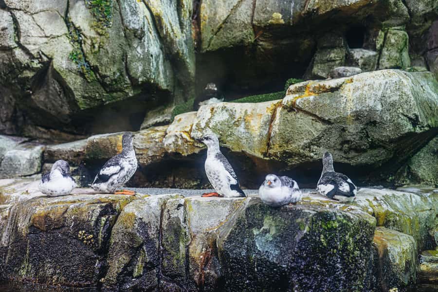 LA: Aquarium of the Pacific Skip-the-Line Entry - How much time should you plan?