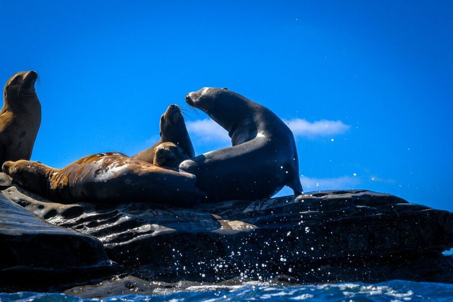 La Jolla: 2-Hour Kayak Tour of the 7 Caves - Who will enjoy this La Jolla outing?