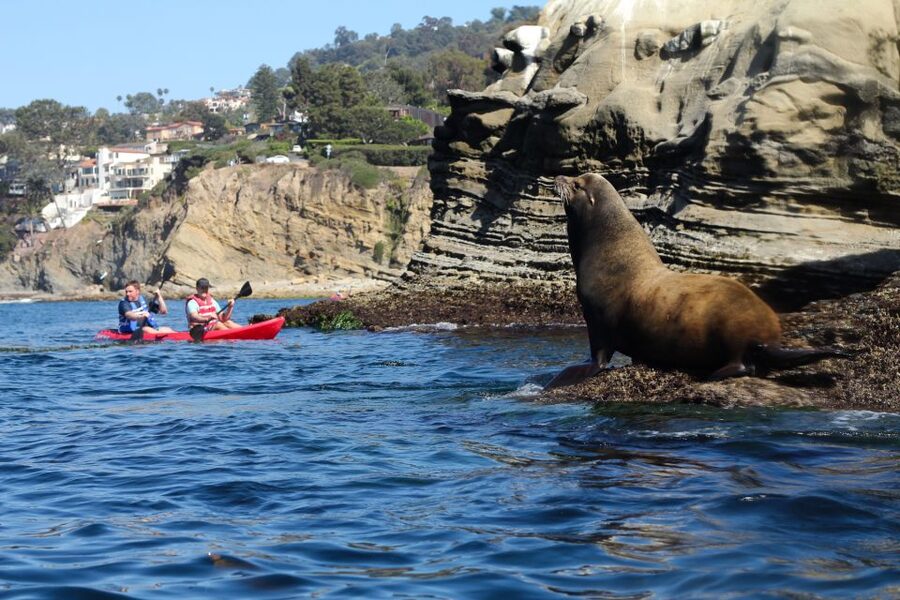 La Jolla: 2-Hour Kayak Tour of the 7 Caves - Practical ways to improve your outing
