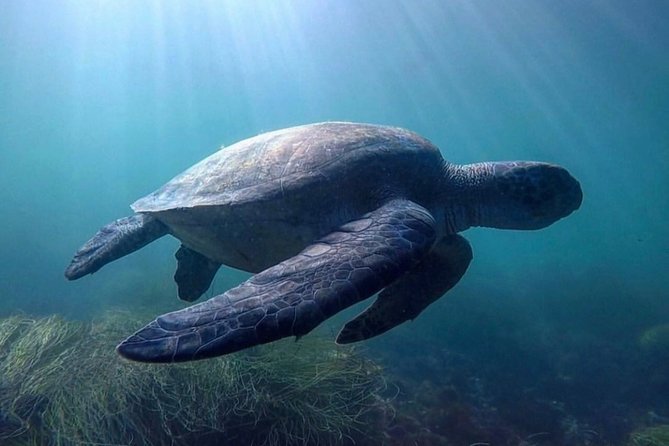 La Jolla Sea Caves Kayak Tour For Two (Tandem Kayak) - Guides, safety, and the beginner experience