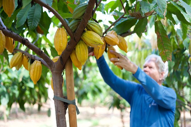 Lahaina: Maui Ku'ia Estate Guided Cacao Farm Tour and Tasting - The Ku’ia experience in five useful points