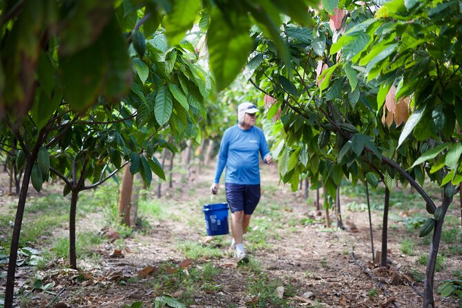 Lahaina: Maui Ku'ia Estate Guided Cacao Farm Tour and Tasting - Tasting nine chocolates in a cacao treehouse