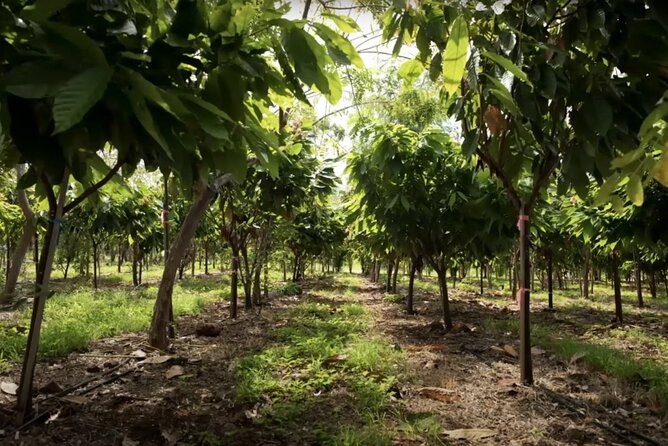 Lahaina: Maui Ku'ia Estate Guided Cacao Farm Tour and Tasting - Is the $99.48 price fair?