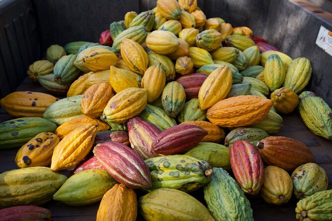 Lahaina: Maui Ku'ia Estate Guided Cacao Farm Tour and Tasting - Who will enjoy this tour most?