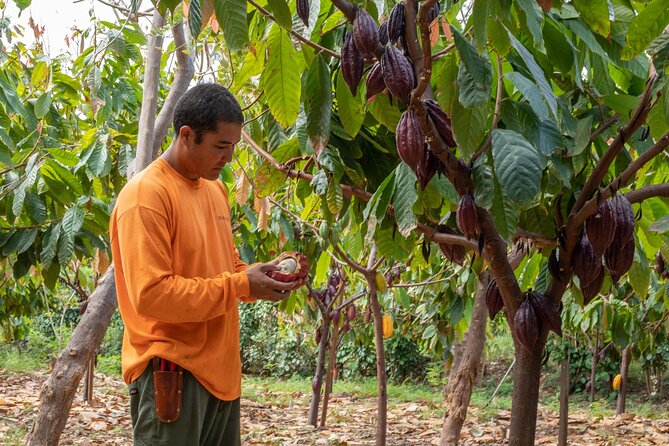 Lahaina: Maui Ku'ia Estate Guided Cacao Farm Tour and Tasting - Riding up to the 20-acre cacao estate
