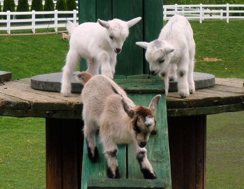 Lancaster County: Amish Farmlands, Museum Tour, Farm Visit - A 15-acre farm with animals and an Amish schoolhouse