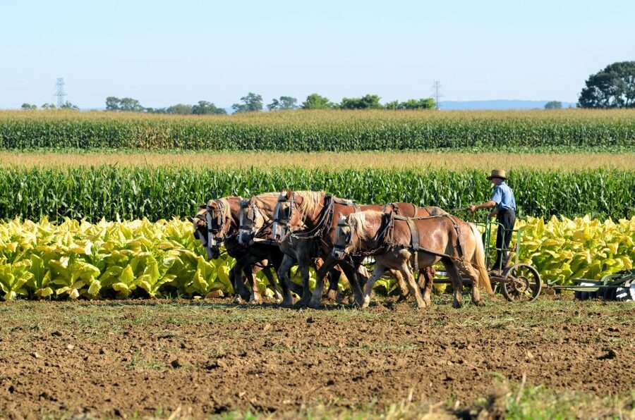 Lancaster County: Amish Farmlands, Museum Tour, Farm Visit - Who should book this Lancaster tour?
