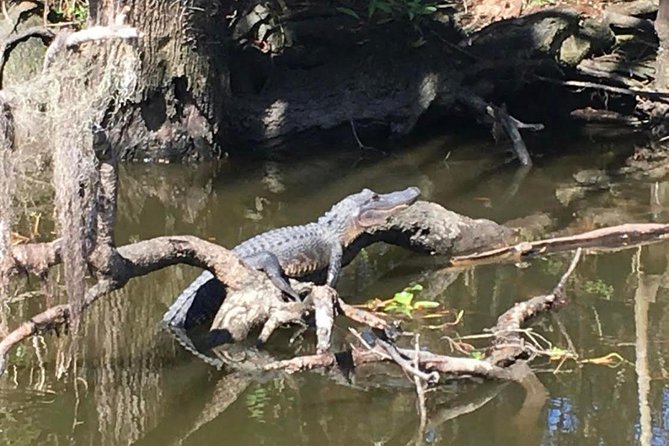 Large Airboat Swamp Tour with Transportation from New Orleans - Choosing the right season and departure
