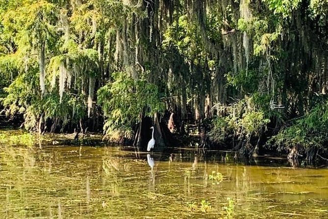 Large Airboat Swamp Tour with Transportation from New Orleans - Who should book this New Orleans excursion?