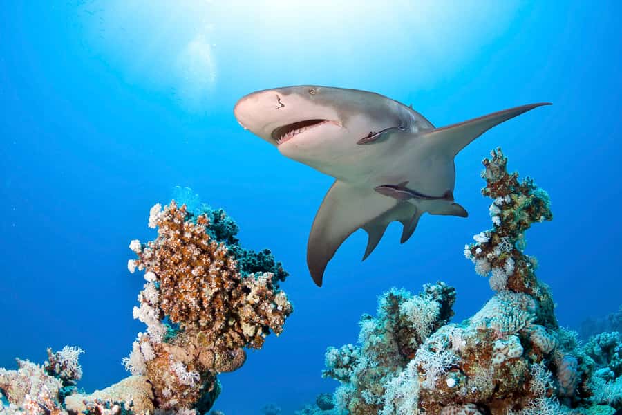 Las Vegas: Shark Reef Aquarium Entry Ticket - Is $29 good value in Las Vegas?