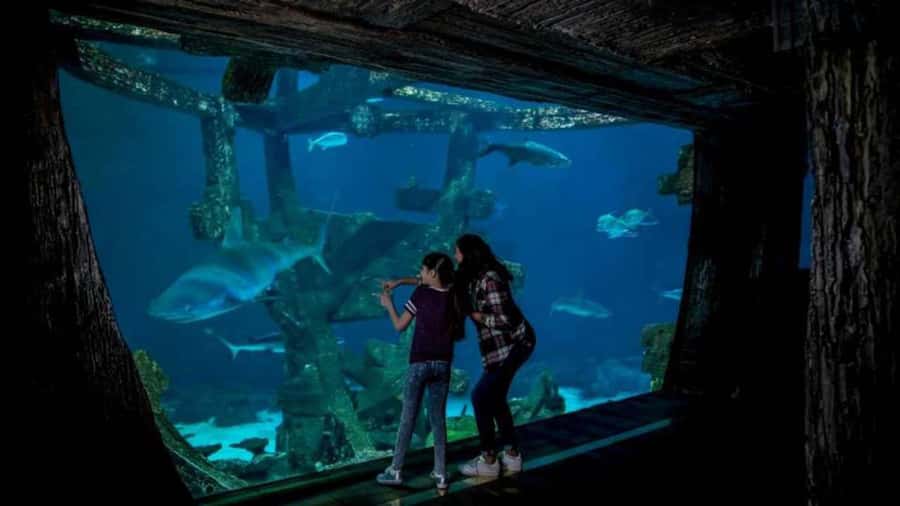Las Vegas: Shark Reef Aquarium Entry Ticket - The sinking temple and exotic sharks