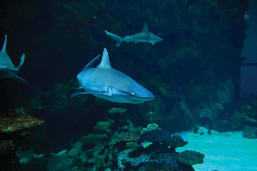 Las Vegas: Shark Reef Aquarium Entry Ticket - Jellyfish, piranhas, reptiles, and smaller exhibits