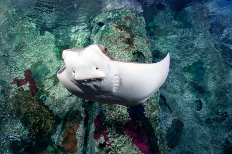 Las Vegas: Shark Reef Aquarium Entry Ticket - Undersea Explorer VR: short but entertaining