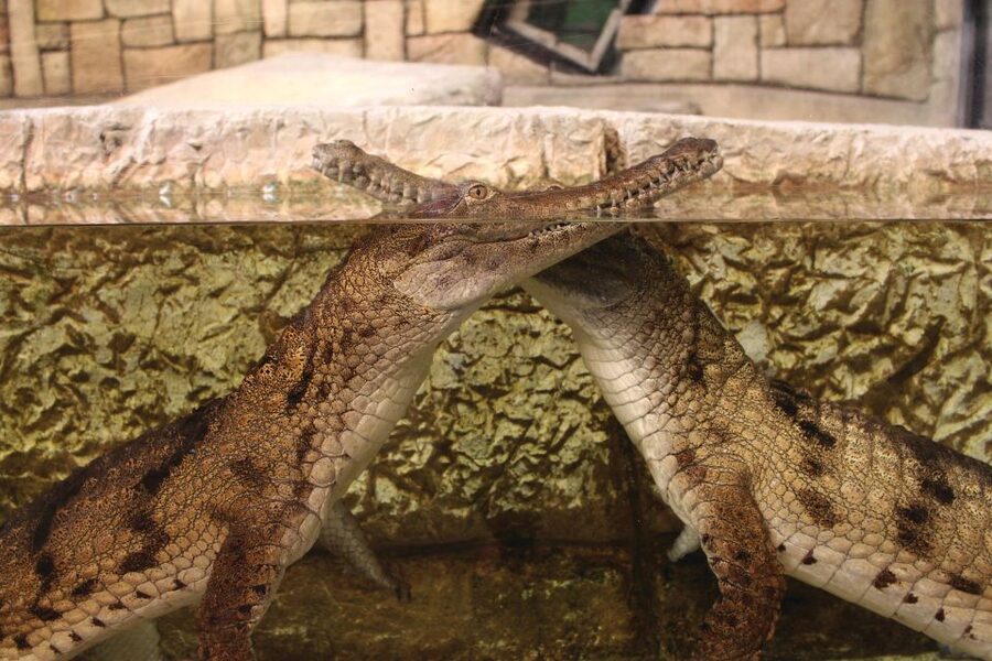 Las Vegas: Shark Reef Aquarium Entry Ticket - How long should you allow?