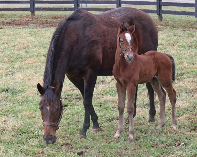 Lexington: Thoroughbred Horse Farm Tour and Scenic Bluegrass - Should you book the Lexington horse farm tour?