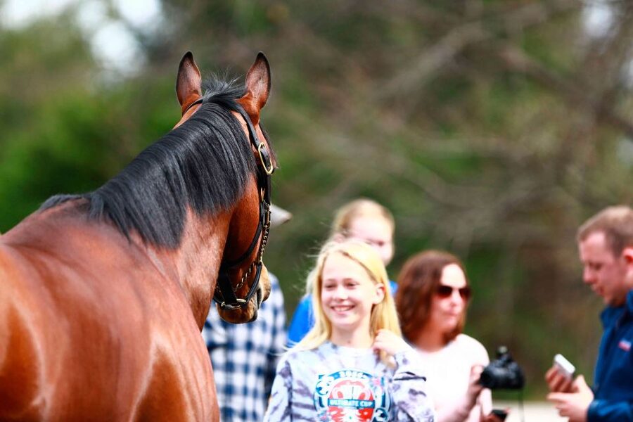 Lexington: Thoroughbred Horse Farm Tour and Scenic Bluegrass - Getting close to the horses at working farms