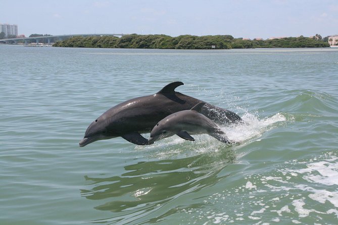 Little Toot Dolphin Adventure at Clearwater Beach - Little Toot Dolphin Adventure at a Glance