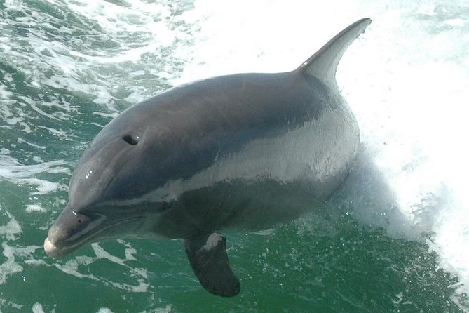 Little Toot Dolphin Adventure at Clearwater Beach - Who Will Enjoy This Clearwater Boat Ride Most?