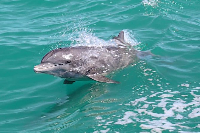 Little Toot Dolphin Adventure at Clearwater Beach - Boarding the Tugboat-Style Little Toot