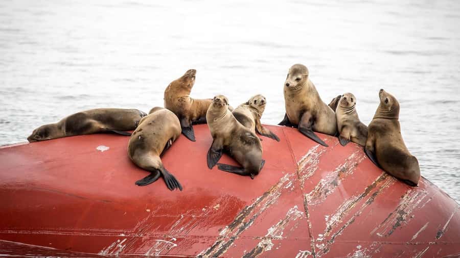 Long Beach: Whale and Dolphin Watching Cruise - Key points before you book
