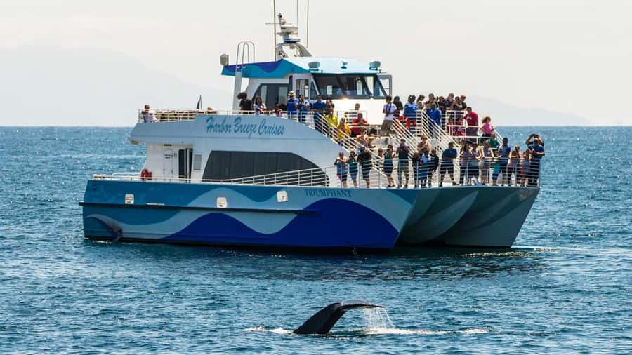 Long Beach: Whale and Dolphin Watching Cruise - From the breakwater toward whale country