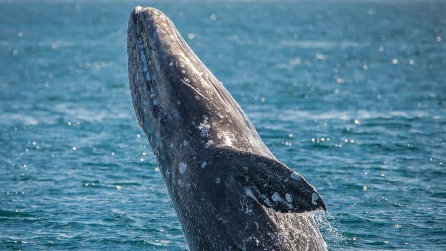 Long Beach: Whale and Dolphin Watching Cruise - Comfort, seating, and onboard realities
