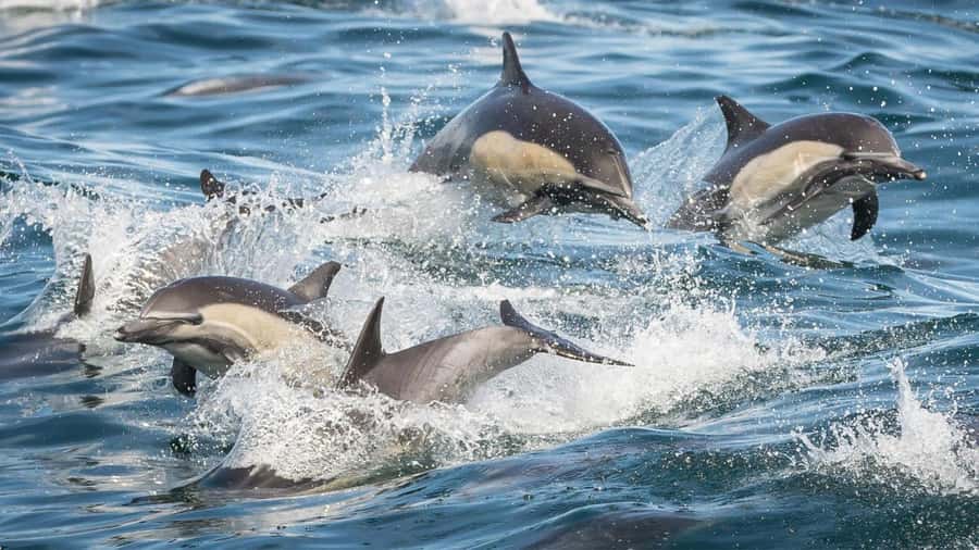 Long Beach: Whale and Dolphin Watching Cruise - How responsible is the wildlife viewing?