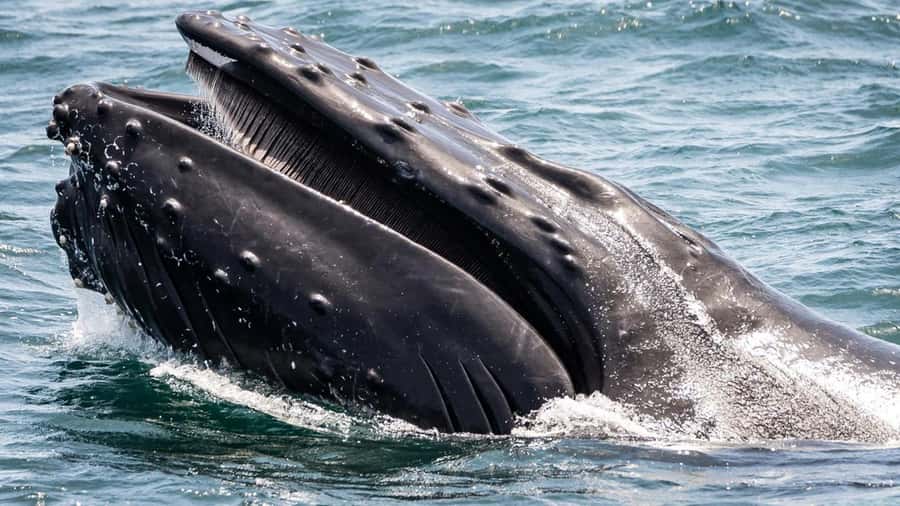 Long Beach: Whale and Dolphin Watching Cruise - Is $45 a fair price?