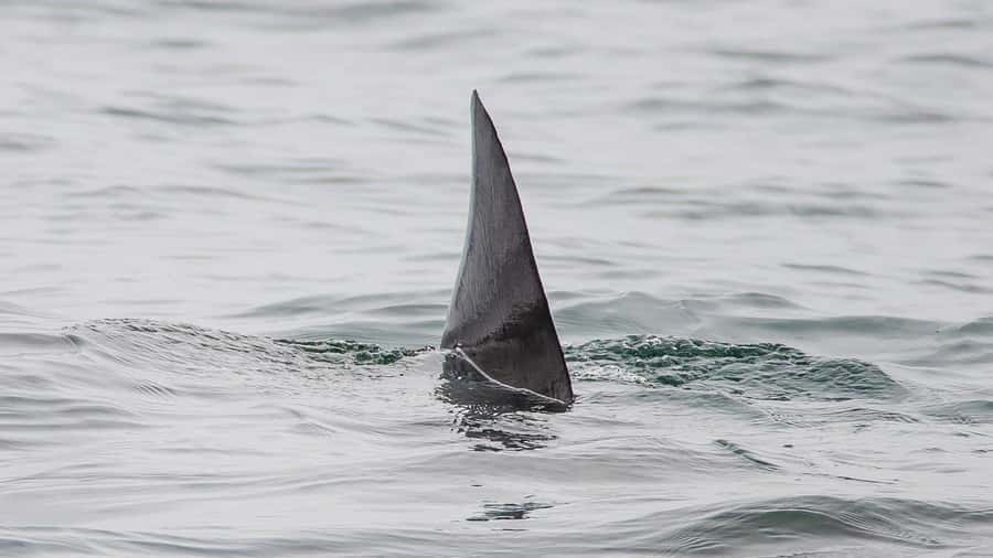 Long Beach: Whale and Dolphin Watching Cruise - Who will enjoy this cruise most?