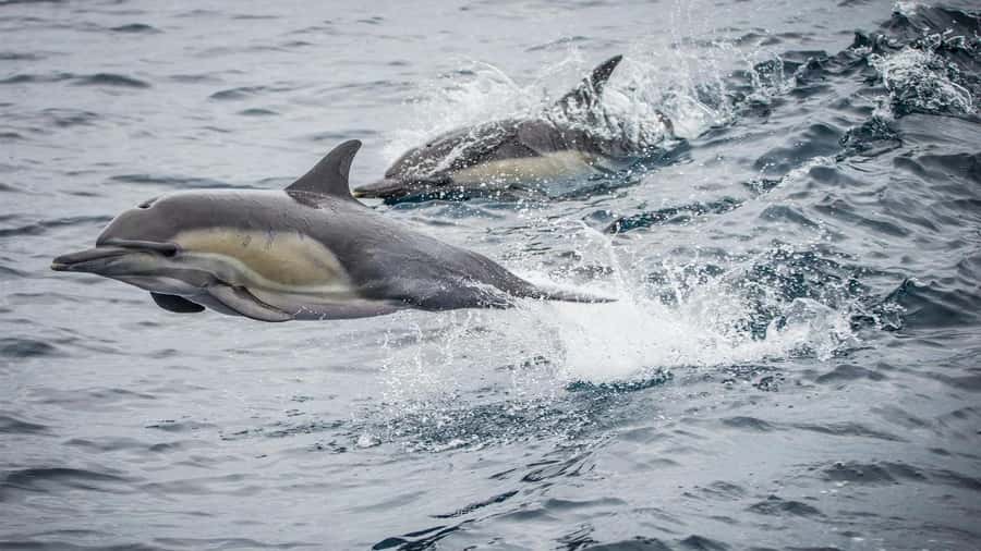 Long Beach: Whale and Dolphin Watching Cruise - Seeing Long Beach from the water