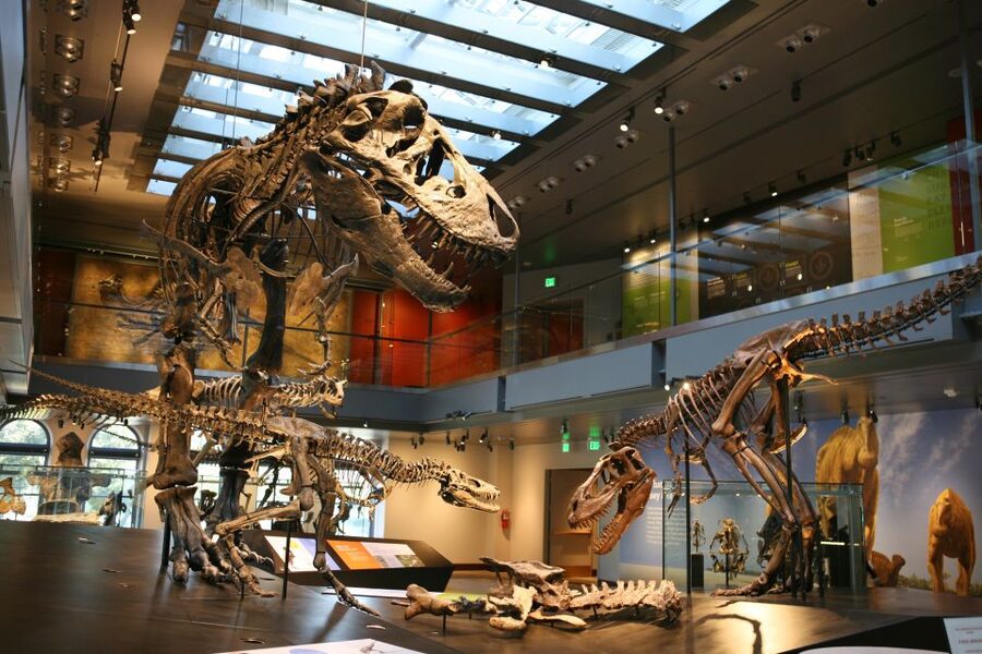 Los Angeles: Natural History Museum of LA Entry Ticket - Getting there, entering, and choosing your ticket