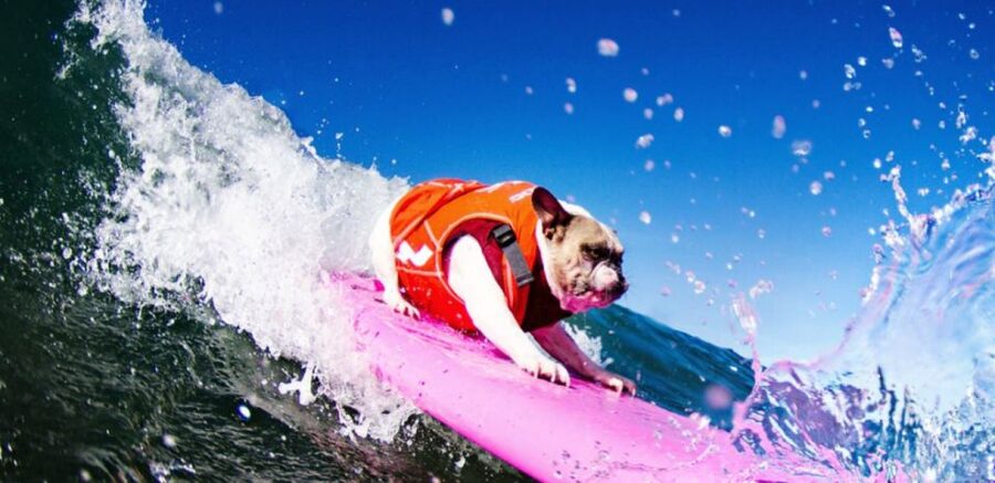 Los Angeles: Surfing Lesson in Venice Beach - Why Venice Beach is a good place to learn