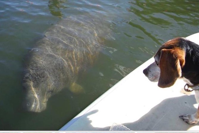 Lovers Key Guided Eco Tour-Mangrove Estuary - Key points to know before you book