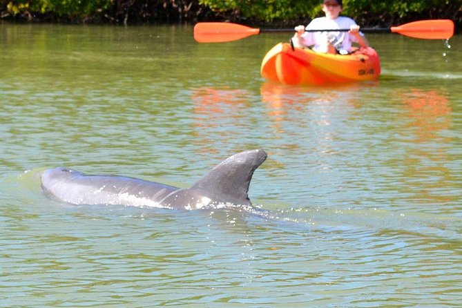Lovers Key Guided Eco Tour-Mangrove Estuary - Starting at Lovers Key State Park