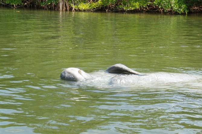 Lovers Key Guided Eco Tour-Mangrove Estuary - Karen and Stephen make the difference