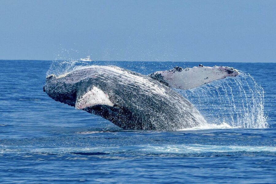 Ma'alaea Harbor: Whale Watching Tour Aboard Power Catamaran - Quick take: what makes this cruise worth your time