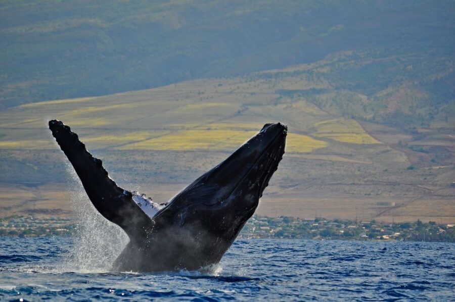 Ma'alaea Harbor: Whale Watching Tour Aboard Power Catamaran - Hearing whale songs through the hydrophone