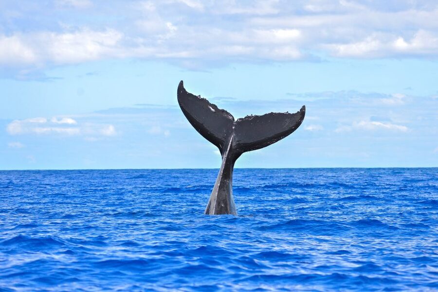 Ma'alaea Harbor: Whale Watching Tour Aboard Power Catamaran - How much value do you get for $49?