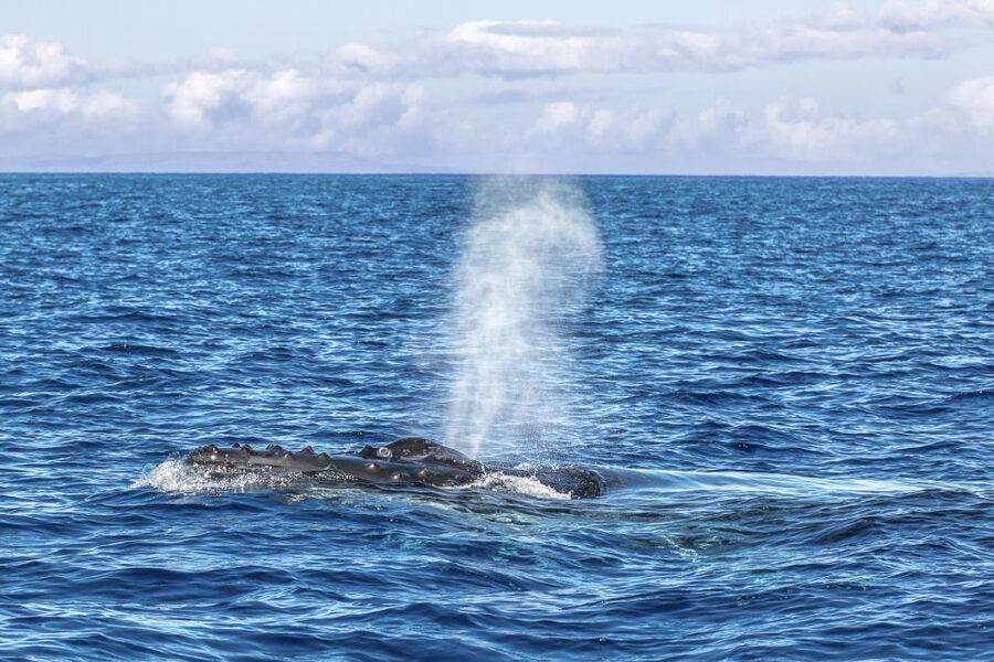 Ma'alaea Harbor: Whale Watching Tour Aboard Power Catamaran - Timing your trip between December and April