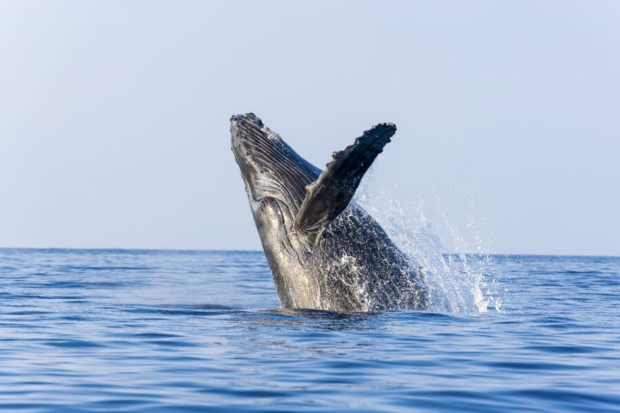 Ma'alaea Harbor: Whale Watching Tour Aboard Power Catamaran - Practical advice for a better outing