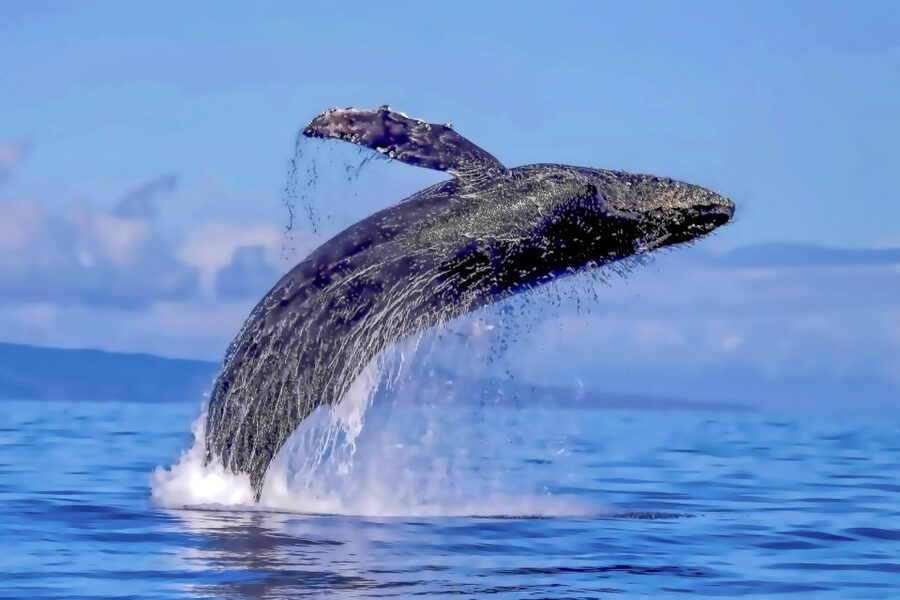 Ma'alaea Harbor: Whale Watching Tour Aboard Power Catamaran - Who should book this whale cruise?