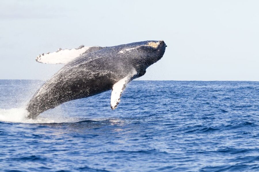 Ma'alaea Harbor: Whale Watching Tour Aboard Power Catamaran - A roomy catamaran built for looking around