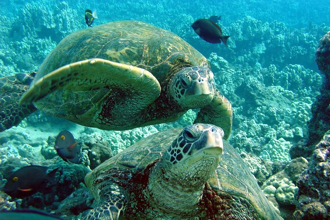 Makena Turtle Town Eco Adventure in Maui - Why this three-hour Maui outing works