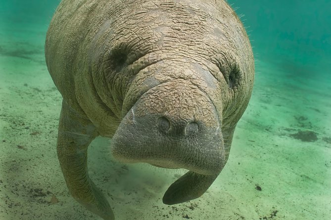 Manatee Sightseeing and Wildlife Boat Tour - Key points to know before you go
