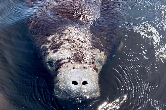 Manatee Sightseeing and Wildlife Boat Tour - Starting at Port of the Islands Marina
